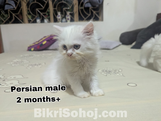 Persian blue eye male